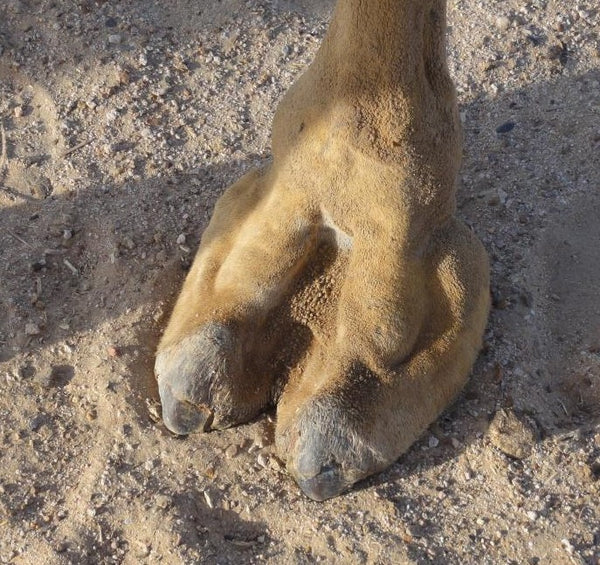 Camel Toe