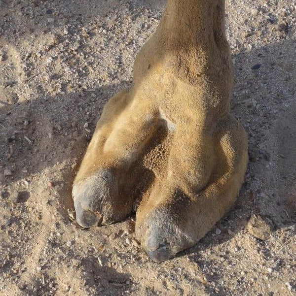 Camel Toe